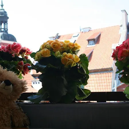 Teddy Bear ريغا